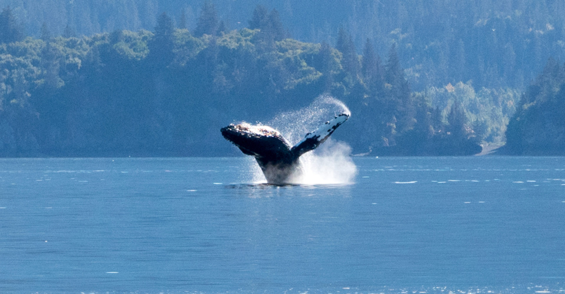 Alaska Whale Watching Tours, Gray Whales, Humpback Whales, Orcas