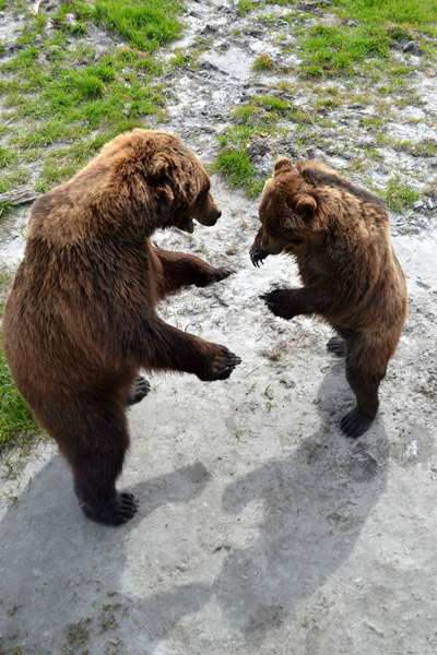 Bear Watching Tours In Alaska 400