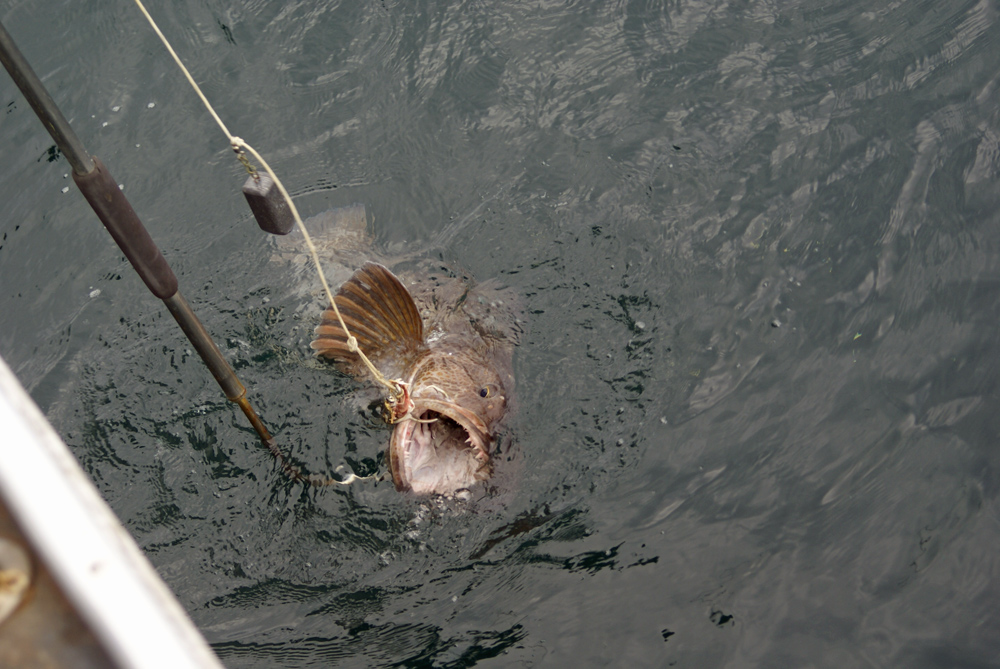 Awesome Ling Cod Fishing Chsrters In Alaska 1000