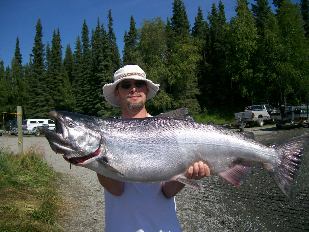 Chrome Bright King Salmon Kenai River Alaska 1000