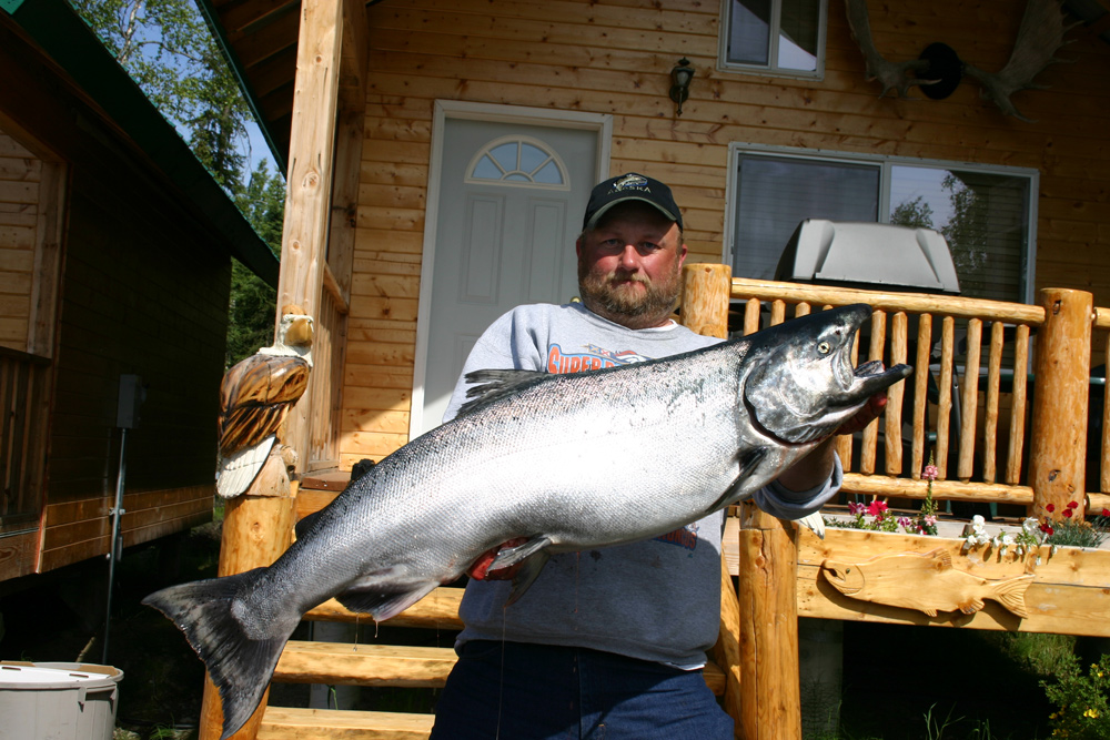 Heavy King Salmon From Kenai River Alaska 1000