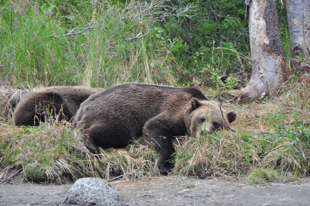 Momma Bear Sleeping With Cub In Alaska 1000
