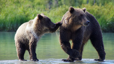 Momma Bears Alaska Style 400