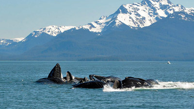 Whales Feeding In Homer Alaska 400