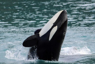 Killer Whales Jumping In Alaska 1000