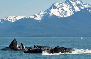 Alaska Whale Watching Tours